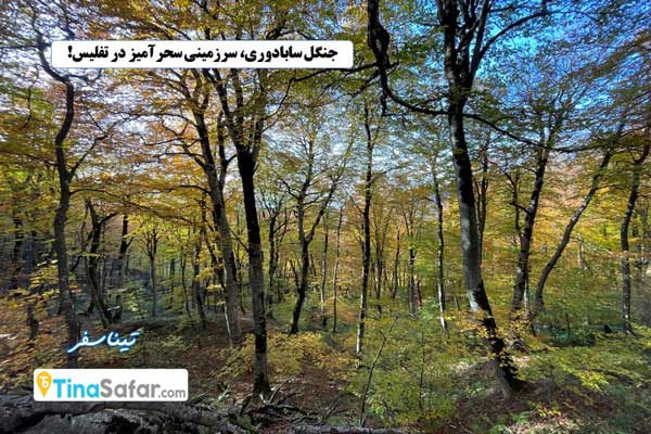 جنگل سابادوری، سرزمینی سحرآمیز در تفلیس؛ گرجستان